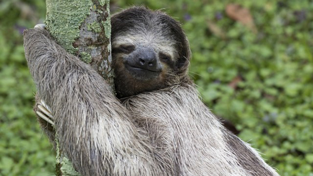 哥斯達黎加立法大會投票通過 樹懶成「國家象徵」