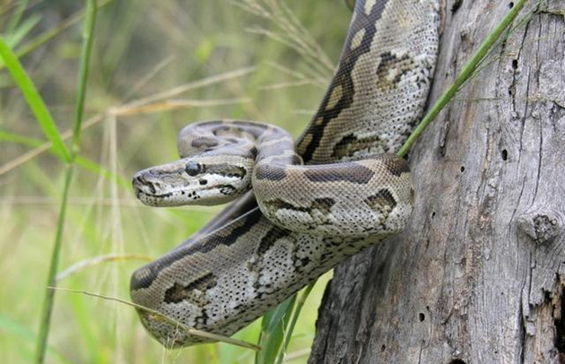 印度每年數萬人被蛇咬死 智能App救人於蛇口