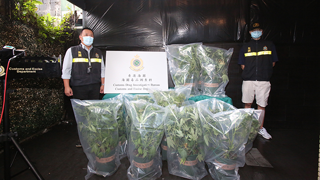 海關元朗八鄉搗破大麻種植場 檢383棵大麻約值3600萬元