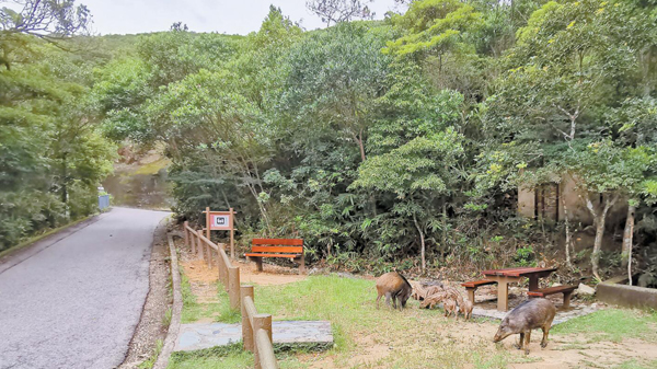 女子柏架山道晨運遭野豬撞傷