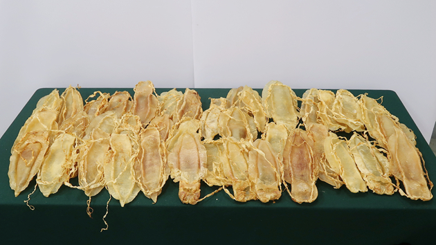 海關機場檢獲14.4公斤受管制花膠 市值320萬