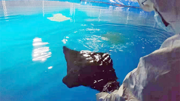  拱北海關助力進口觀賞魚經港珠澳大橋口岸快速通關