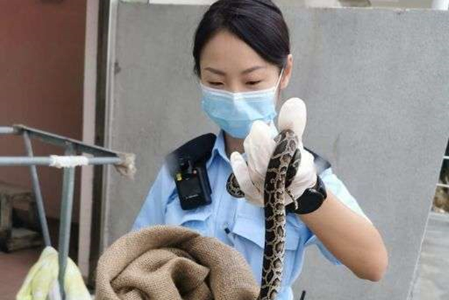  海美灣沙灘女廁驚現60厘米長蛇 女輔警將其「制服」