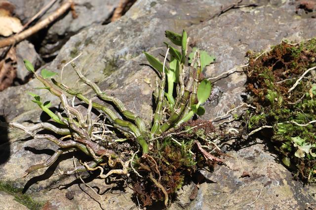 重慶城口現珍稀植物曲莖石斛種群「金釵」