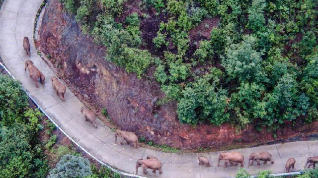 大象回家了！雲南北移亞洲象群平安回歸棲息地