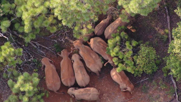 亞洲象群返回南岸  專家：還會再次北移