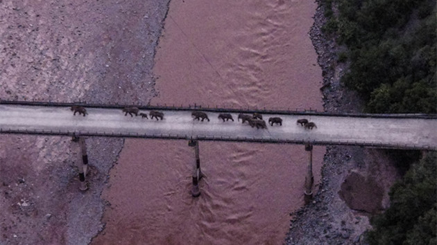 【解析】為何元江幹流是象群南歸最大障礙？