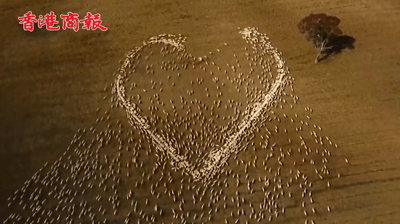 有片丨澳洲男子用羊群組成心形向逝去親人致敬