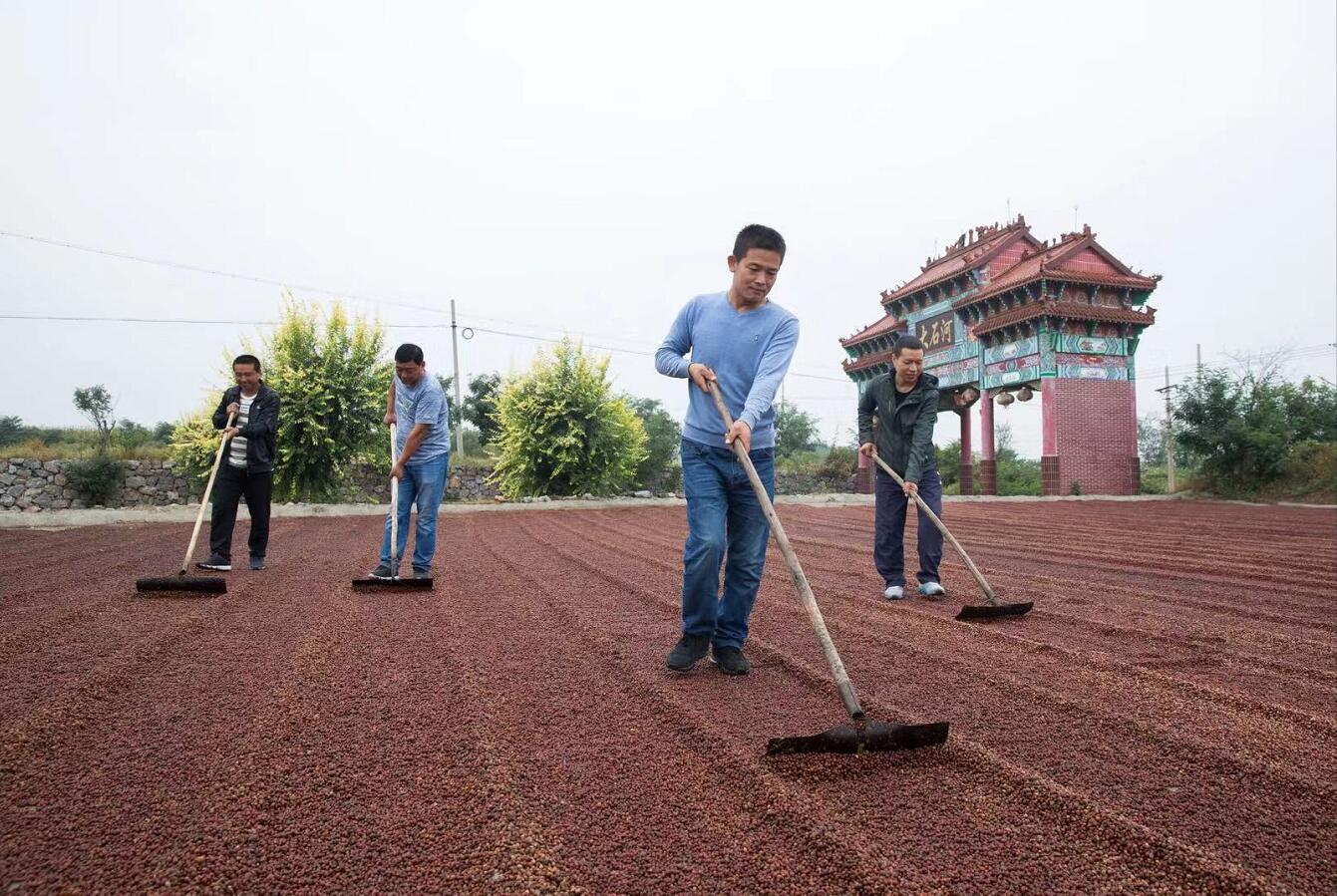 河北內丘縣「中藥材產業助力鄉村振興發展」系列報道之三：「 小酸棗」撐起「立縣富民」大產業