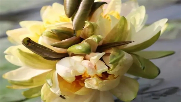 刷新紀錄！全球首例「七芯睡蓮」在廣州番禺誕生！