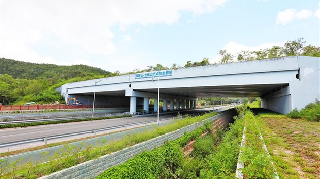 豹貓大搖大擺穿行深圳立交橋生態廊道 