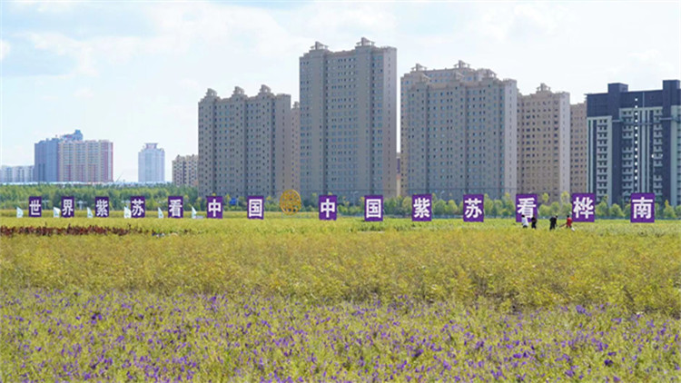 黑龍江樺南：中國紫蘇之鄉 那山那田那片紫蘇