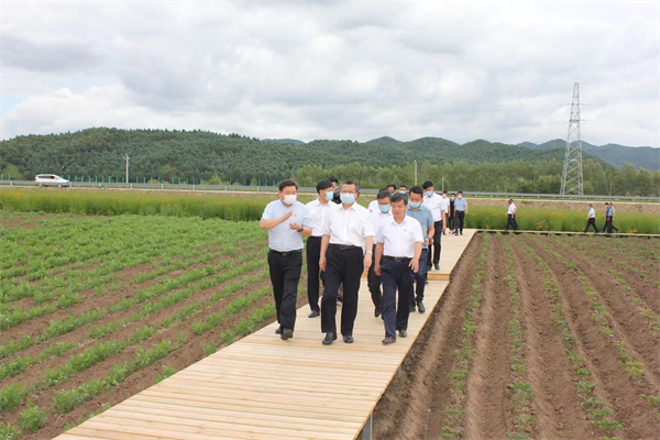 四項指標全國增速第一 道地葯材產業千帆競發 黑龍江： 叫響「 寒地龍葯」 中藥材大省邁向產業強省