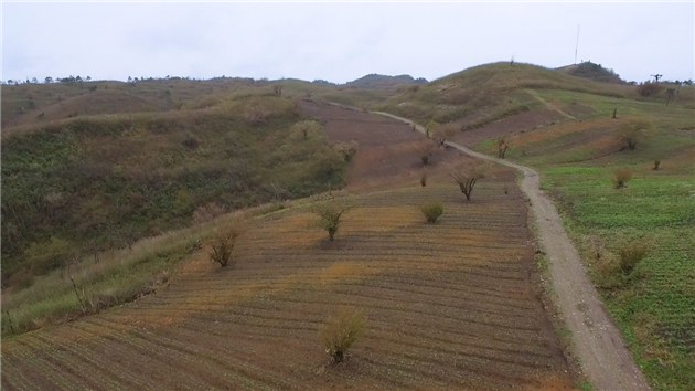 重慶巫山：「中國御藥之鄉」鴻圖大展