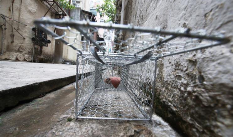 上半年鼠患指數錄2.8% 食環署：指數明顯下降顯示有關措施成效理想