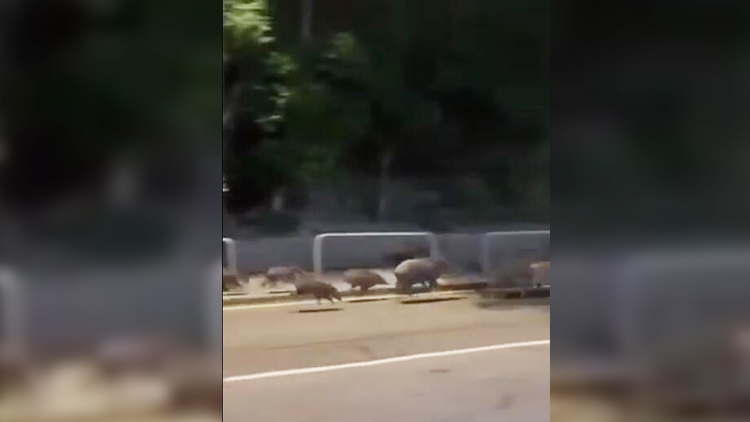 有片｜逾30隻野豬港島深灣道「午夜狂奔」