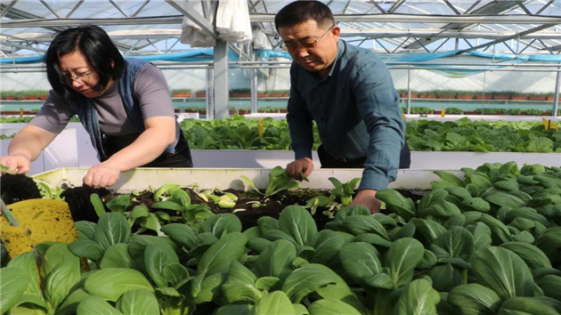 【粵港澳媒體山東行】 富民為本，「三個模式」演進鄉村振興宏大實踐