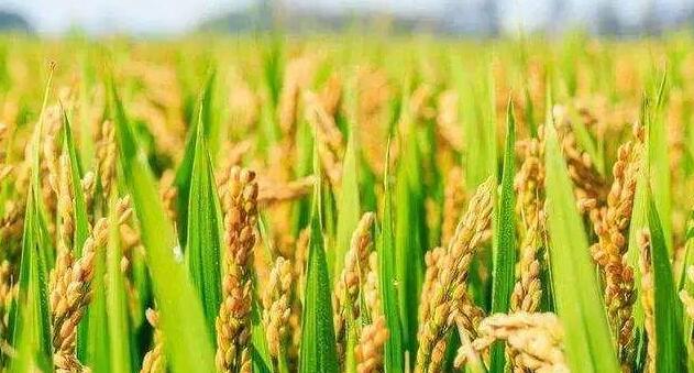 有片｜農業農村部：秋糧增產已成定局