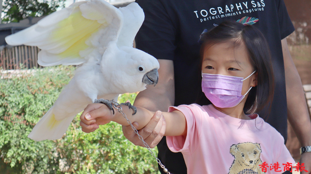  圖集 | 鸚鵡成寵物界新寵 會唱粵曲《帝女花》!