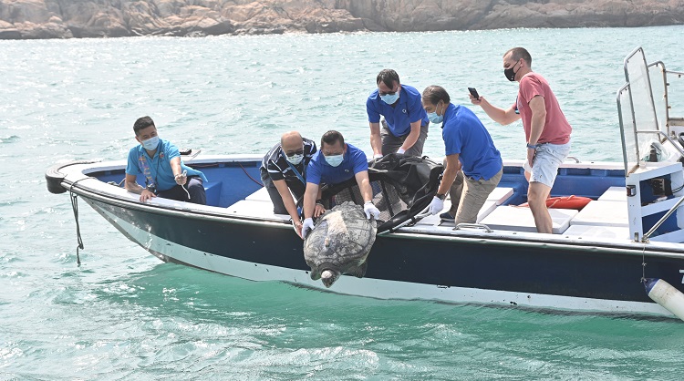 獲救綠海龜重回大海