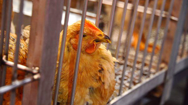 本港暫停進口荷蘭和南非部分地區禽肉和禽類產品