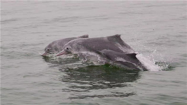 有片丨大工業與白海豚同在