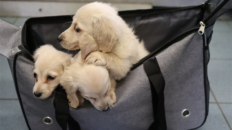 民調：近五成韓國民眾反對政府立法禁食狗肉