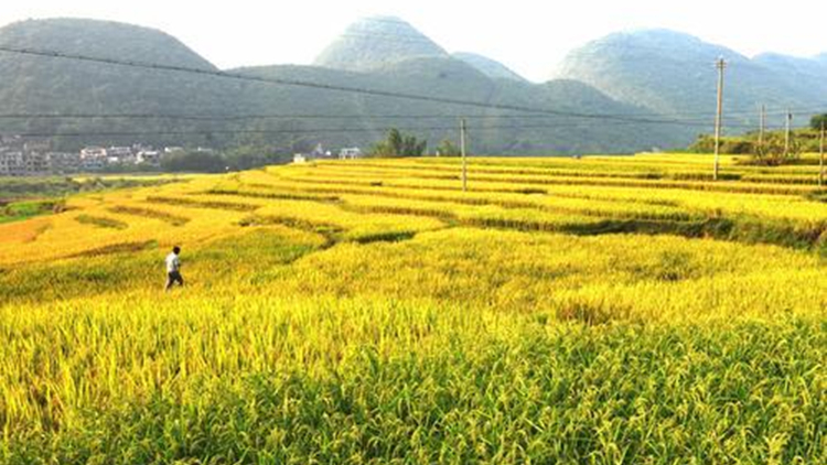 內地糧食庫存總量充足 連續7年保持1.3萬億斤以上