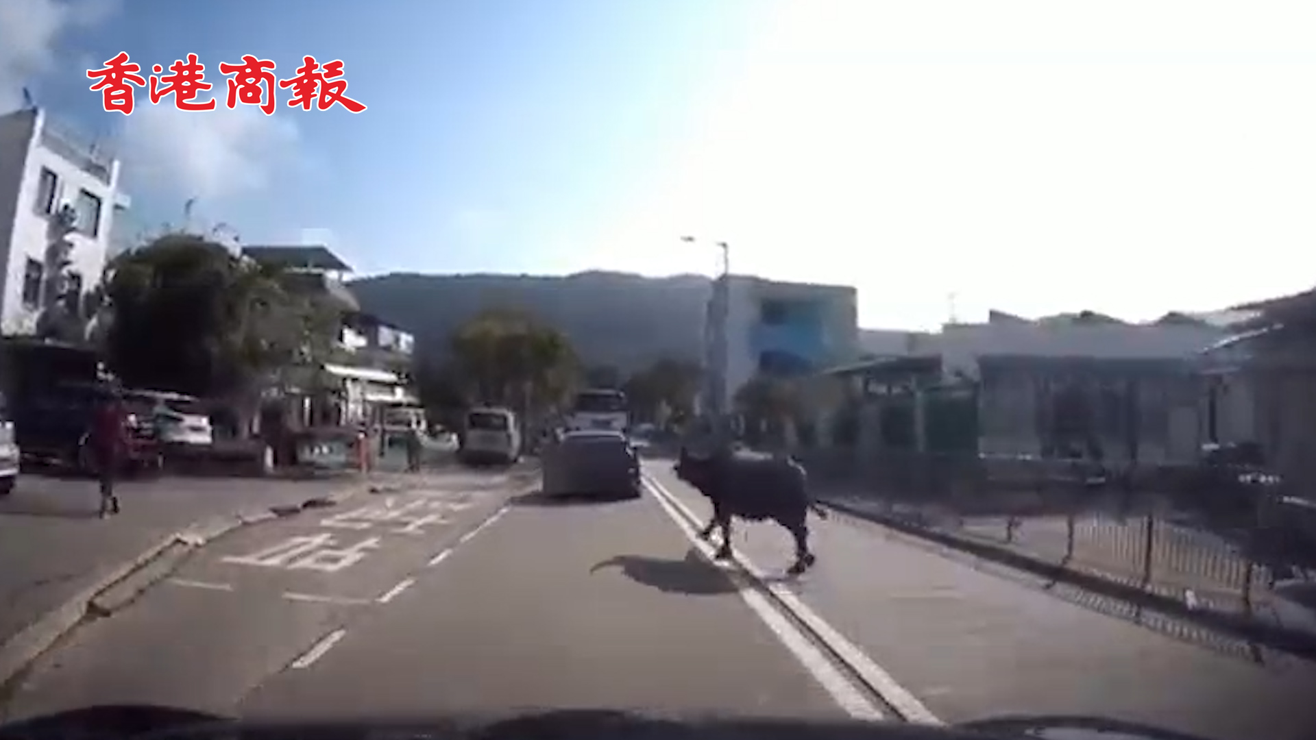 有片丨大嶼山流浪牛撞傷3學童 兩牛父子「爭地盤」惹禍