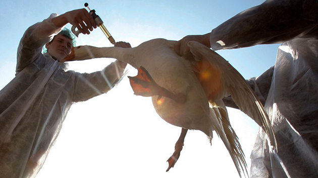本港暫停進口荷蘭和丹麥部分地區禽肉及禽類產品