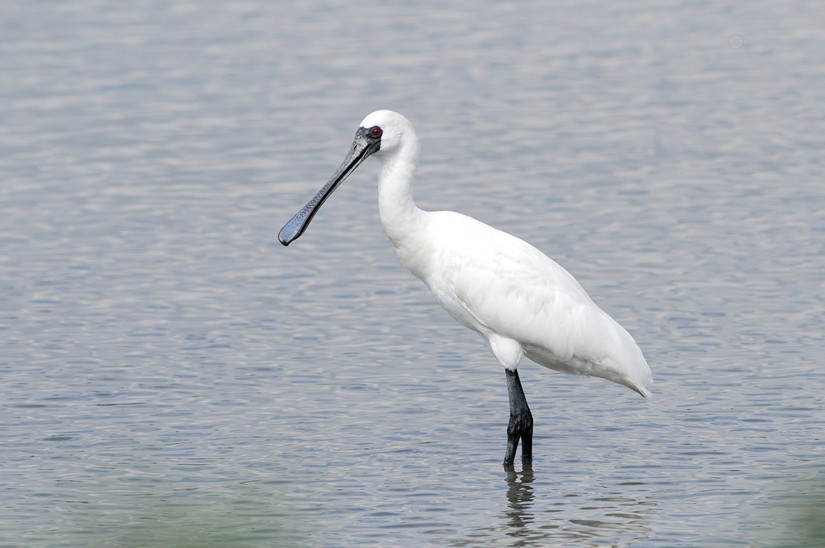 漁護署：粵港攜手保護跨境沿岸濕地