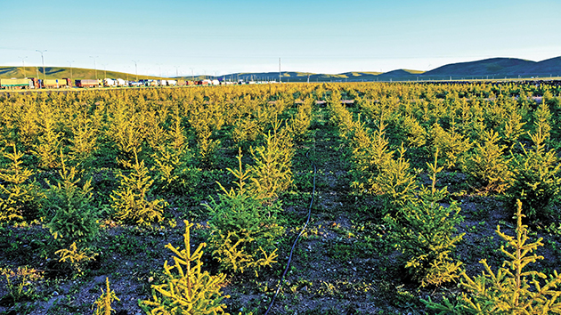【商報圖說】伐木因貧窮 停砍須對症