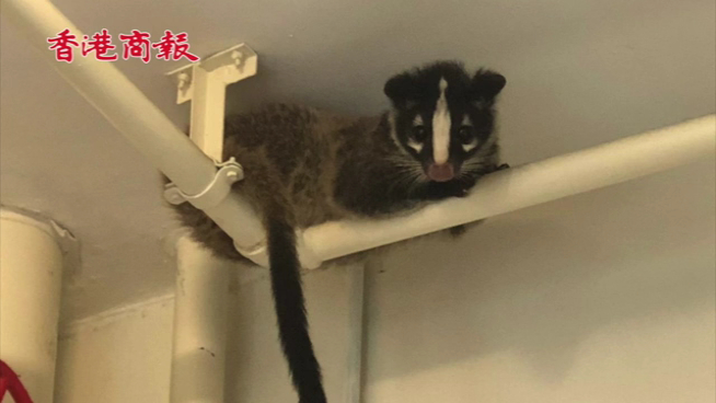 有片｜果子狸誤闖律政中心 職員：嘩！動物園呀？