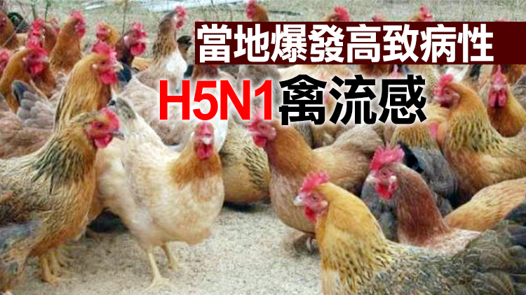 本港暫停進口波蘭和英國部分地區禽肉及禽類產品