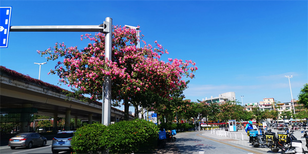 天藍水清、霞光起舞，初冬番禺美如畫！