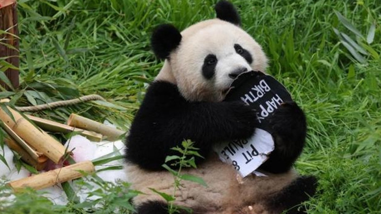 柏林大熊貓雙胞胎已斷奶 將擇期返回中國