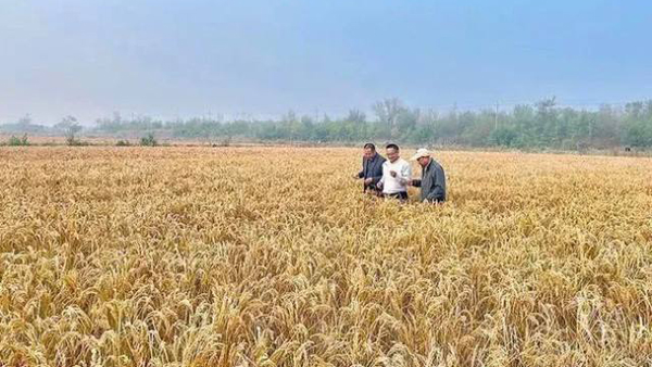 鹽鹼地變米糧倉！海水稻在天津畝產超750公斤