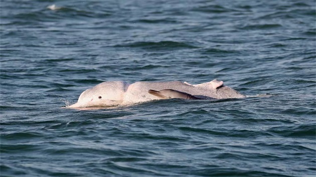 桂欽州「海上大熊貓」喜添新丁