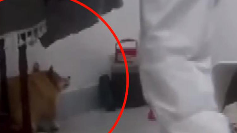 央視網評「隔離寵物狗被撲殺」：別拿別人的寵物當畜生