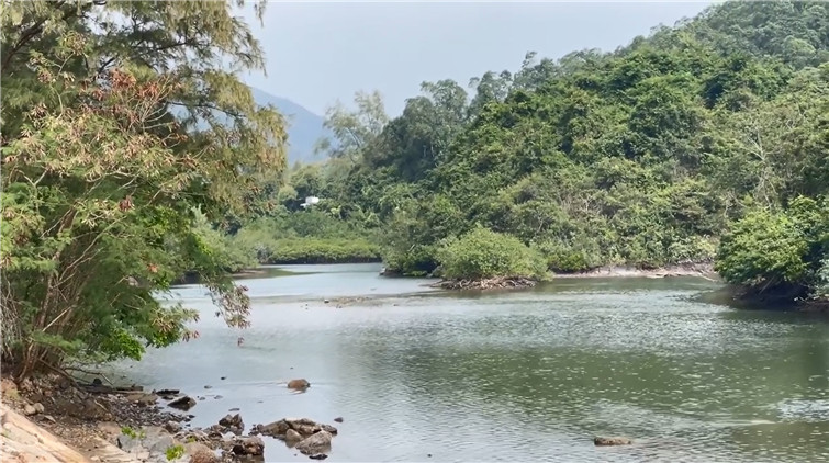 有片 | 兩野豬誤闖北潭涌渡假營 游水「逃出生天」