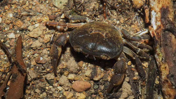 深圳發現蟹類新種：深圳巨腹蟹！