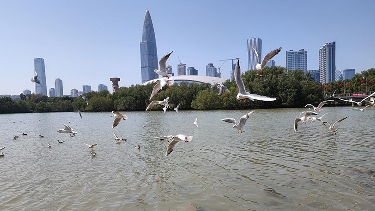 12月起深圳灣公園開通停車網上預約服務