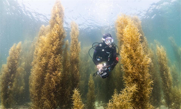 香港潛攝大賽今日舉行頒獎禮 多幅優秀作品令人飽眼福