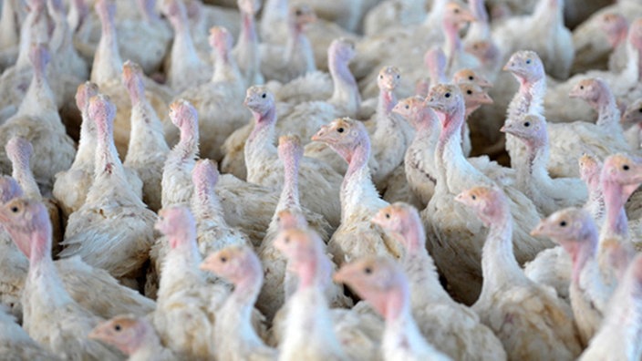 本港暫停進口德國部分地區禽肉及禽類產品 當地爆發H5N1