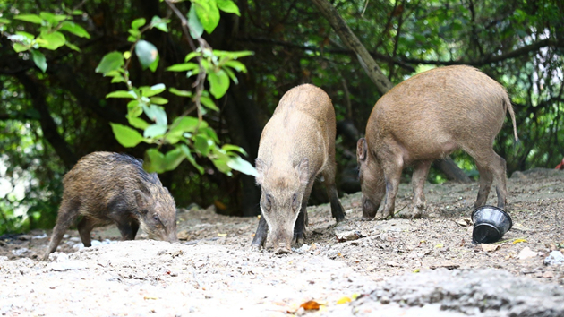 【港事講場】多管齊下解決野豬問題
