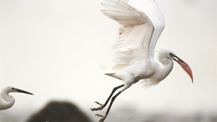 快來打卡！廣東濕地迎來最佳觀鳥季