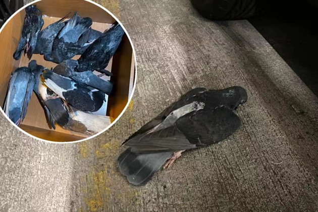 大埔疑現毒殺鴿事件 警列殘酷對待動物緝狂徒