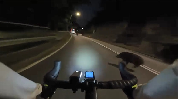 有片 | 野豬狂奔突衝出馬路 落斜單車手避不及猛撞