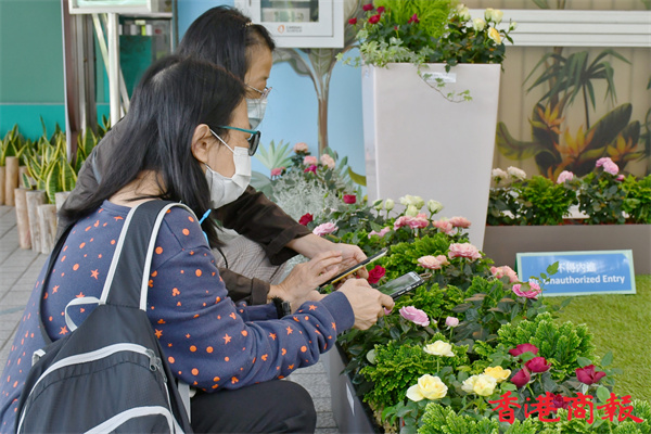 圖集丨冬花怒放！霍士傑溫室薔薇科植物主題展覽