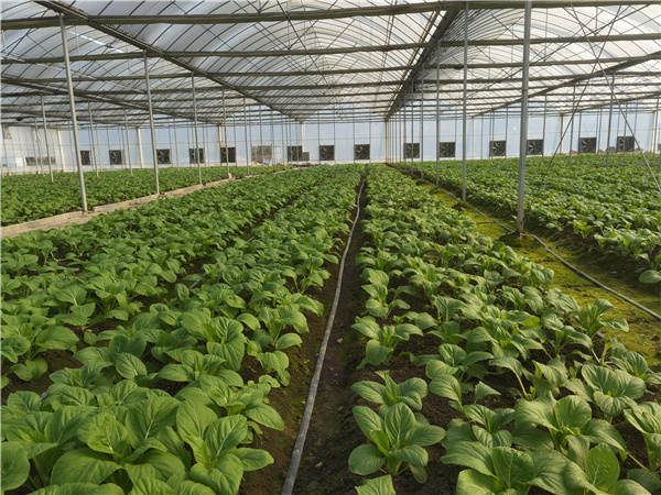 2021粵港澳大灣區媒體「湘江源」產業蔬菜採風活動啟動